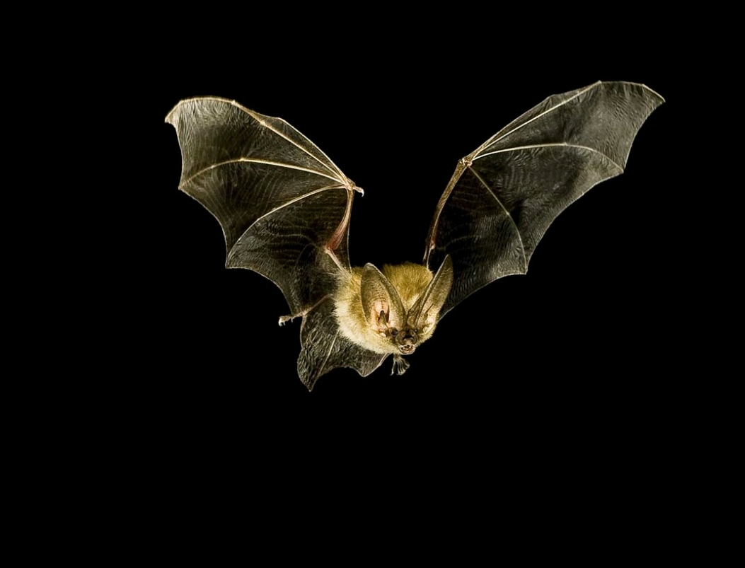 新冠疫情后哪些野生动物交易会被禁止？