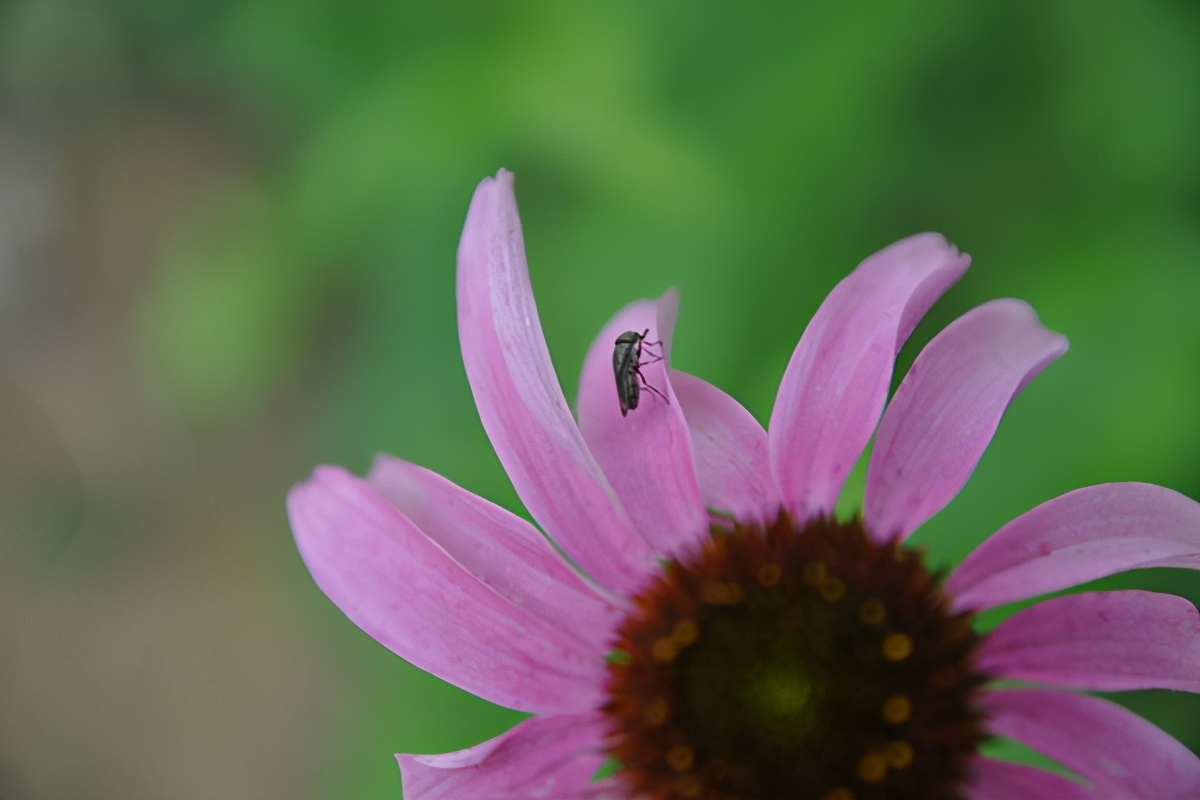 皮肤过敏吃什么最好能缓解,过敏1级可以吃过敏食物吗
