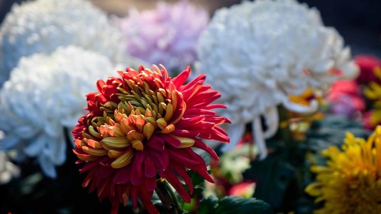 立冬的100首诗,凛冬将至北风呼啸