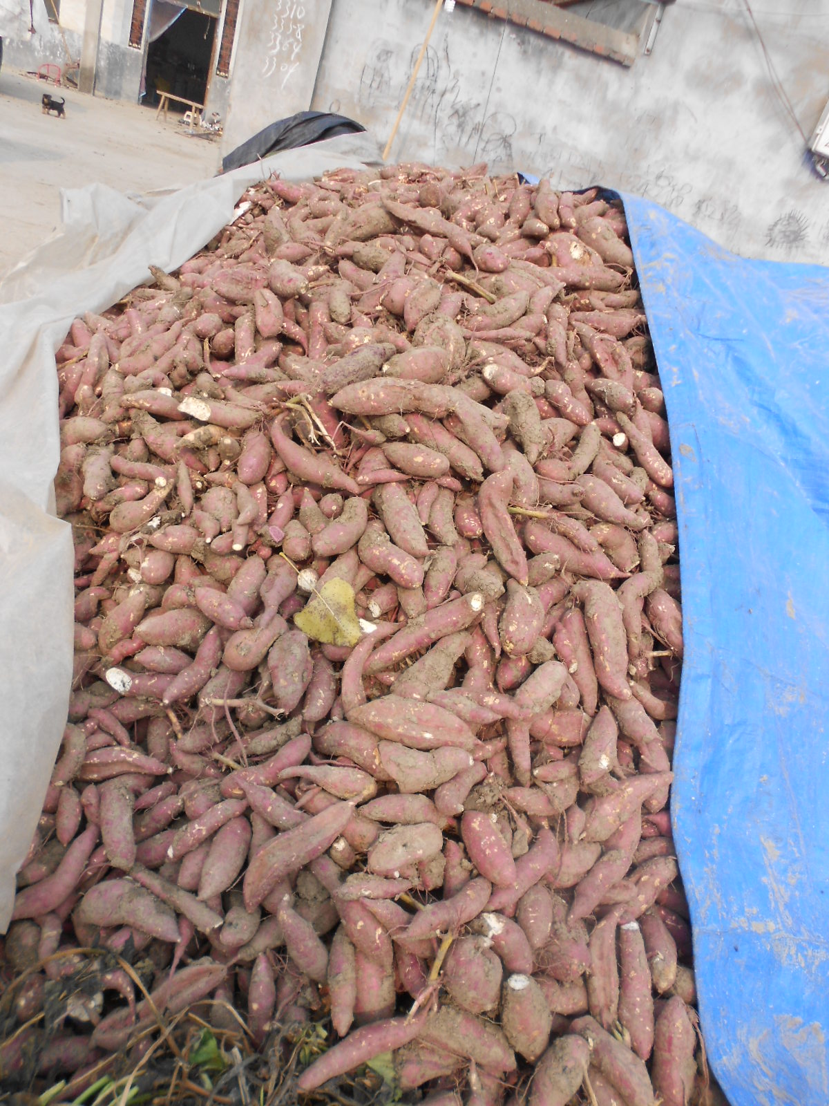 董湖粉丝美味+风味+农业历史，让你开足美食模式