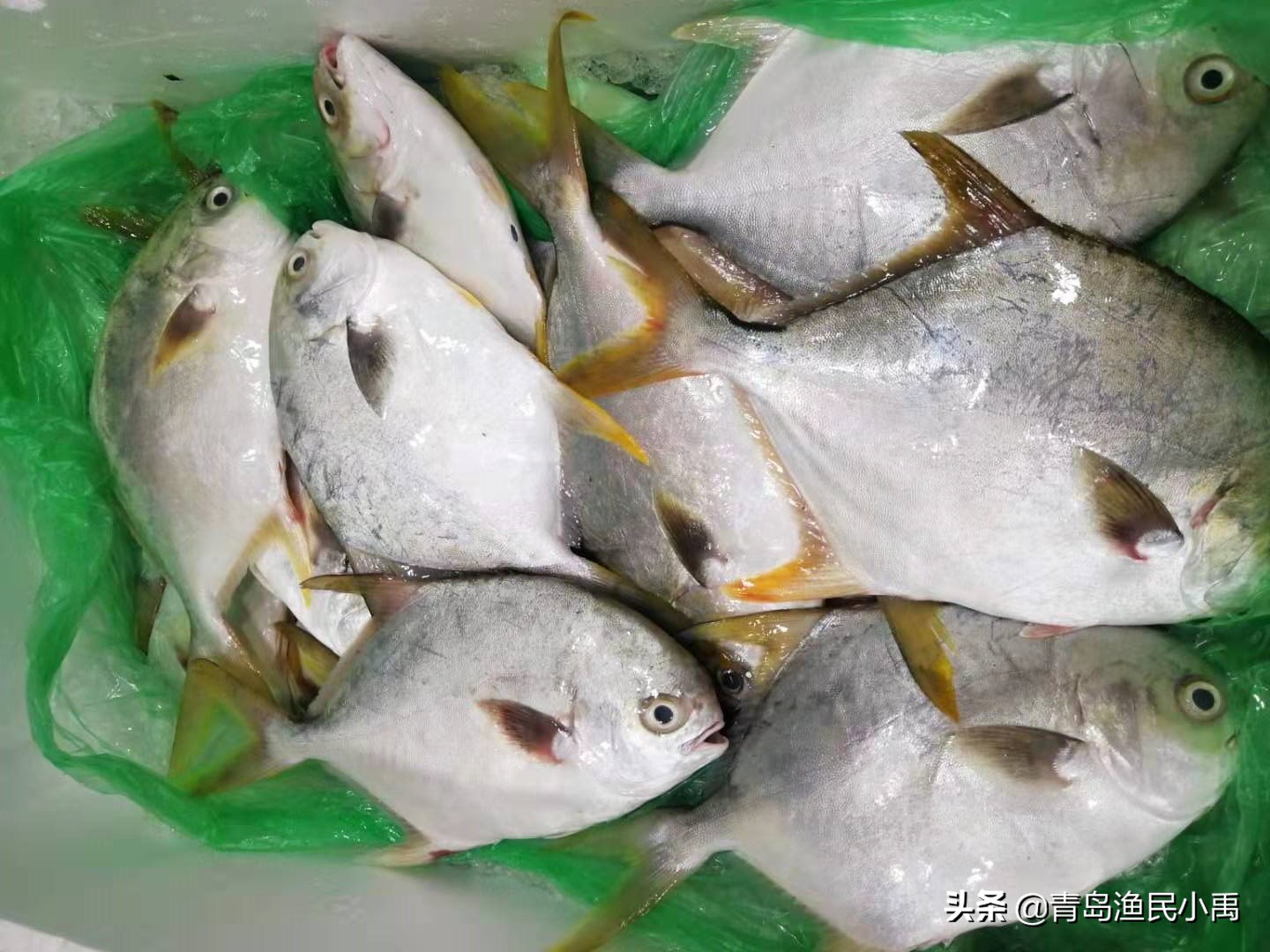 鲳鱼银鲳好还是金鲳好,银鲳鱼和金鲳鱼哪种贵