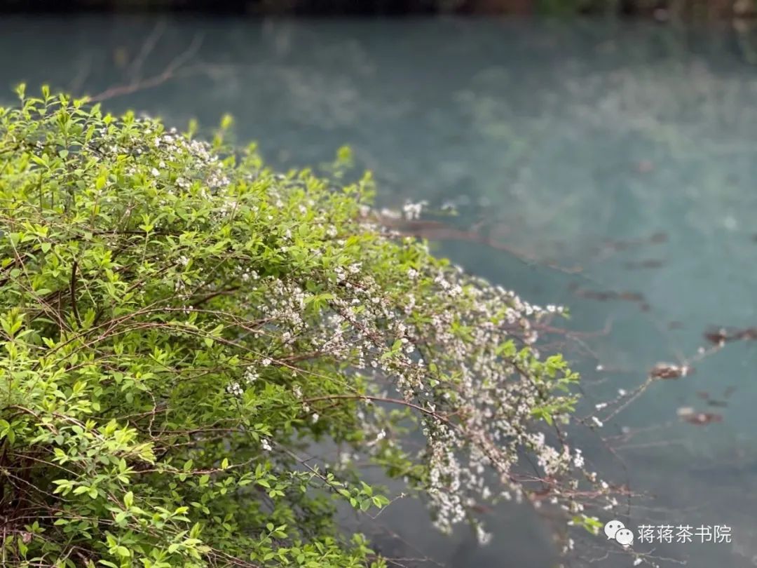 西湖龙井的文化故事,龙井问茶杭州西湖