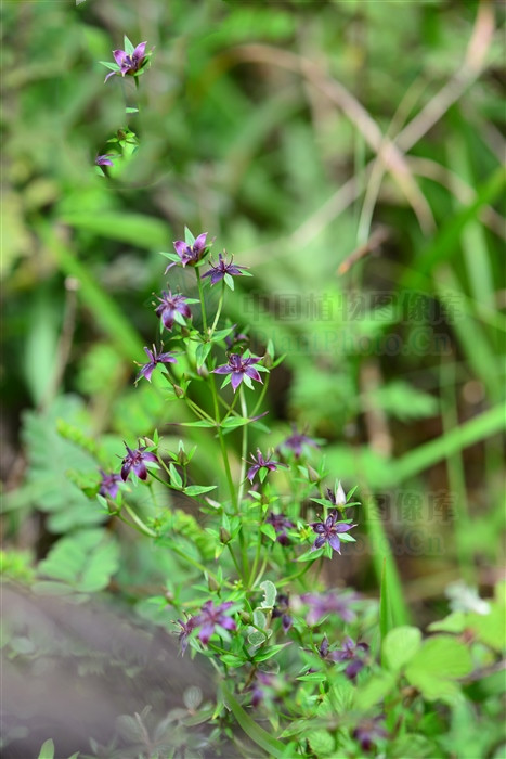 山飘儿草，见过吗？对耳鸣耳聋有一定疗效