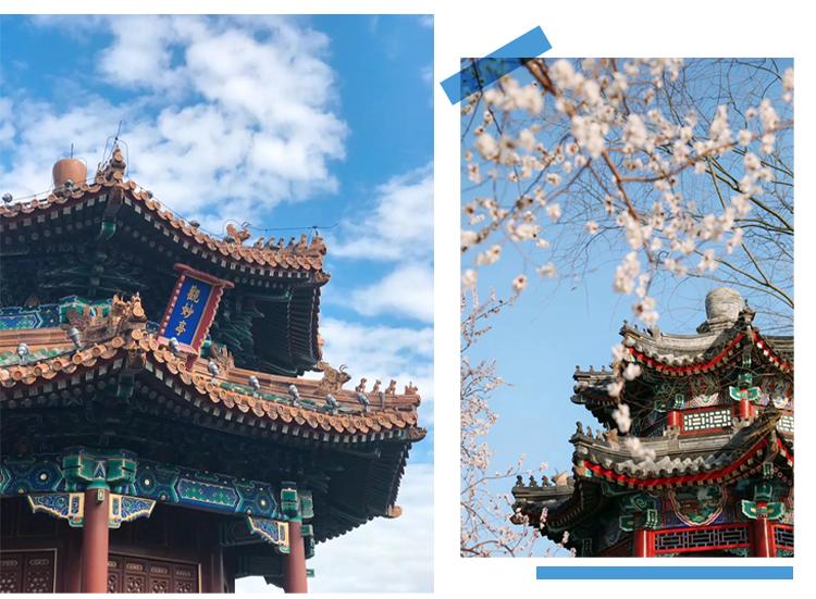 “京”日小确幸,俺们都浪出花儿来了