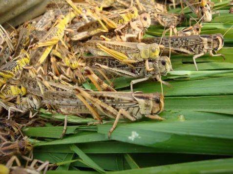 2019十大养殖品种图片,这两年最火的养殖品种