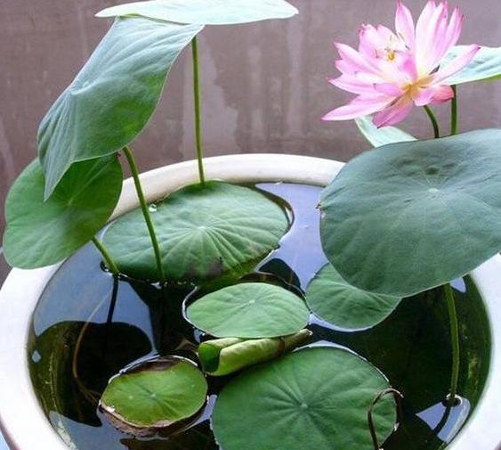 马蹄莲和睡莲一样吗,花卉绿植盆栽马蹄莲怎么养