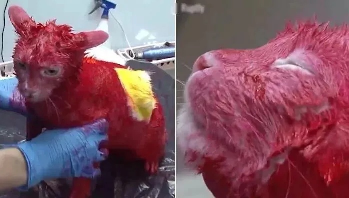 可以给小狗染色吗,小狗被染色