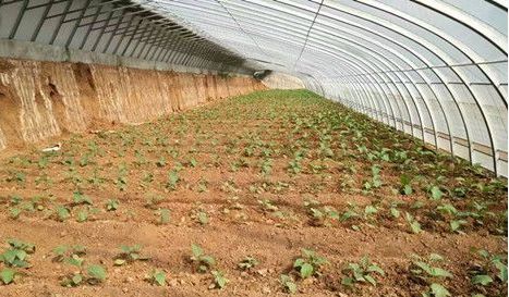 小型温室大棚用什么样的大棚,温室大棚和传统大棚的区别