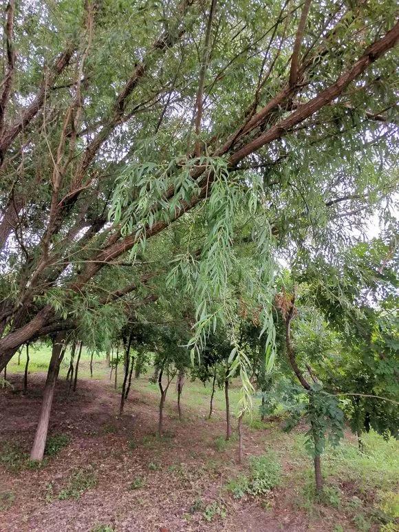 已经腐烂的柳树皮养花怎样用,柳树皮直接放盆土养花