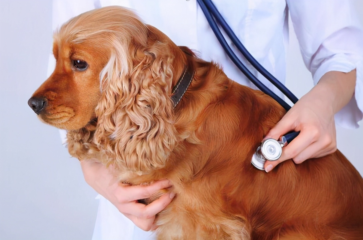 狗狗十年了该怎么养,狗狗年龄大了需要注意什么