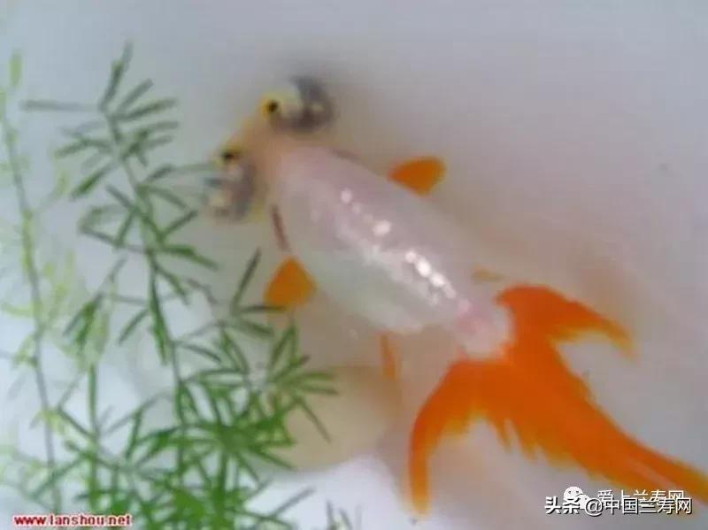 各种金鱼欣赏,金鱼鉴赏