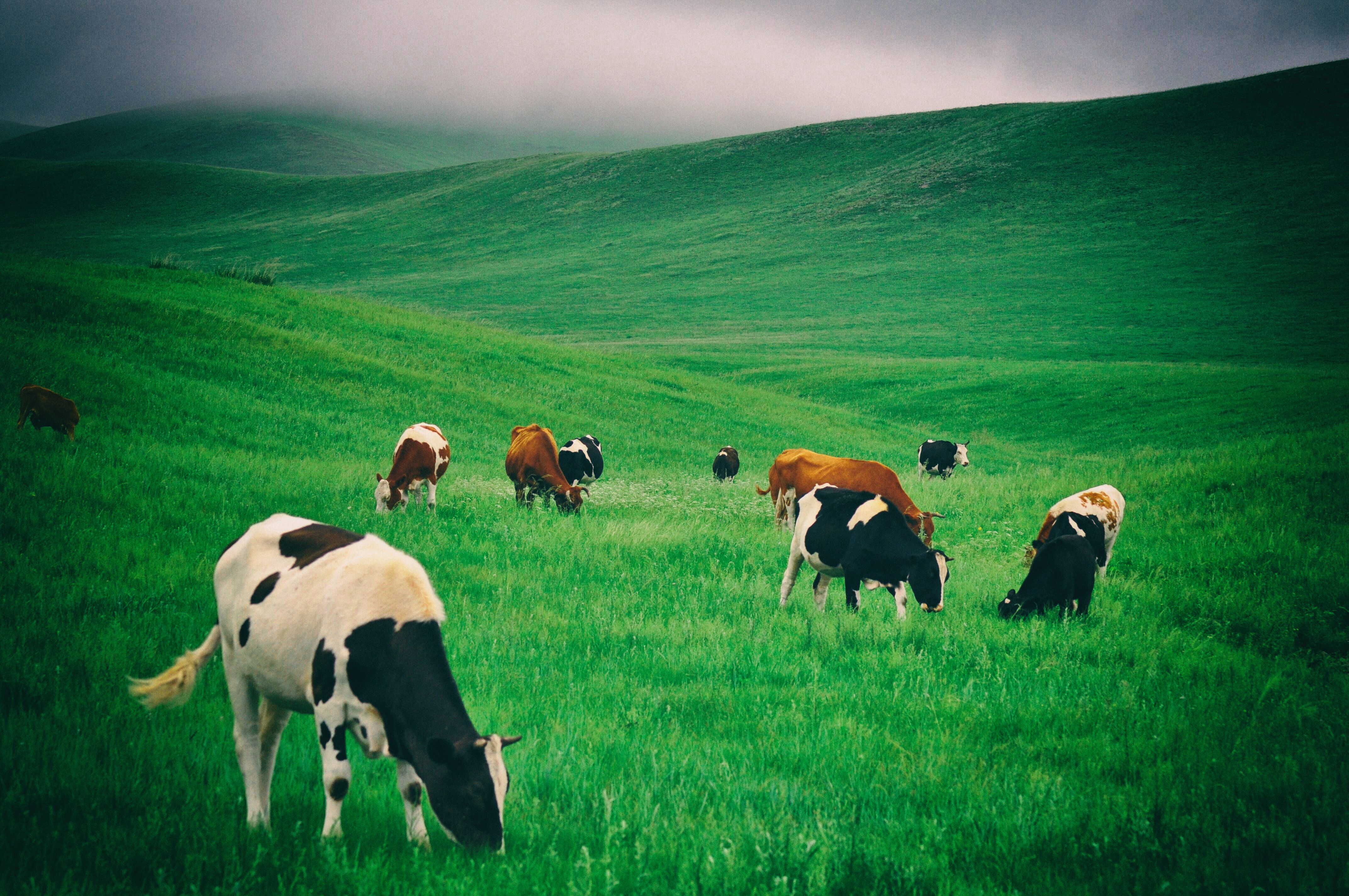 南方人自驾来东北是啥体验,15天一万公里的新疆感受