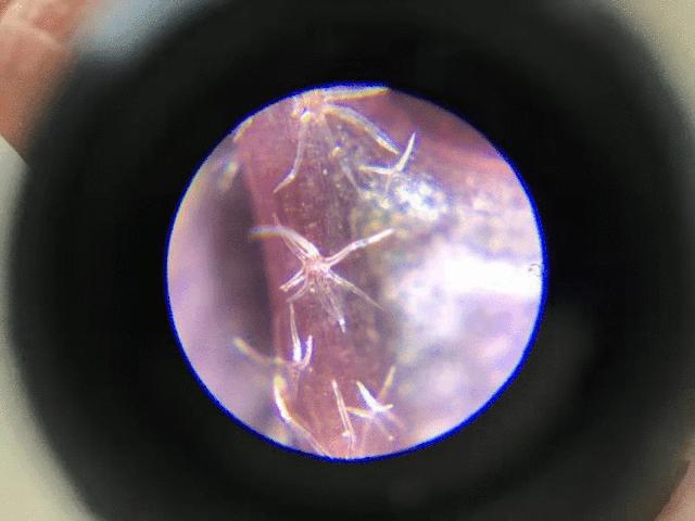 显微镜最大可以放大5000倍,只能放大1200倍的显微镜