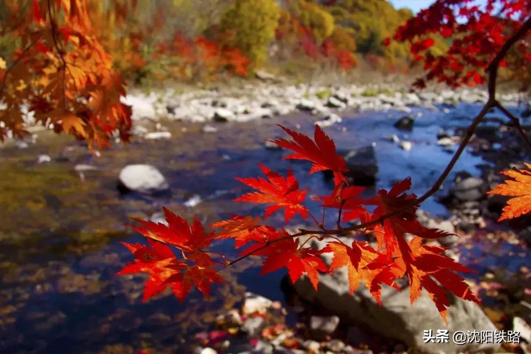 这份攻略带你走进最佳赏枫地,四大赏枫胜地你最想打卡哪个