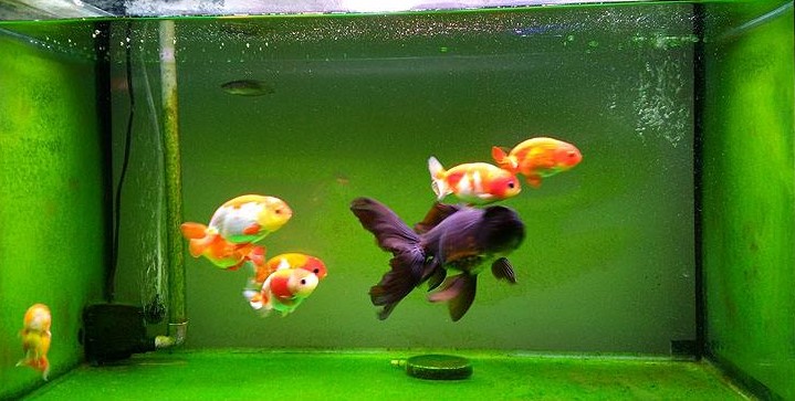 鱼缸长绿藻说明水质好还是差,水族箱长绿藻代表水质好吗