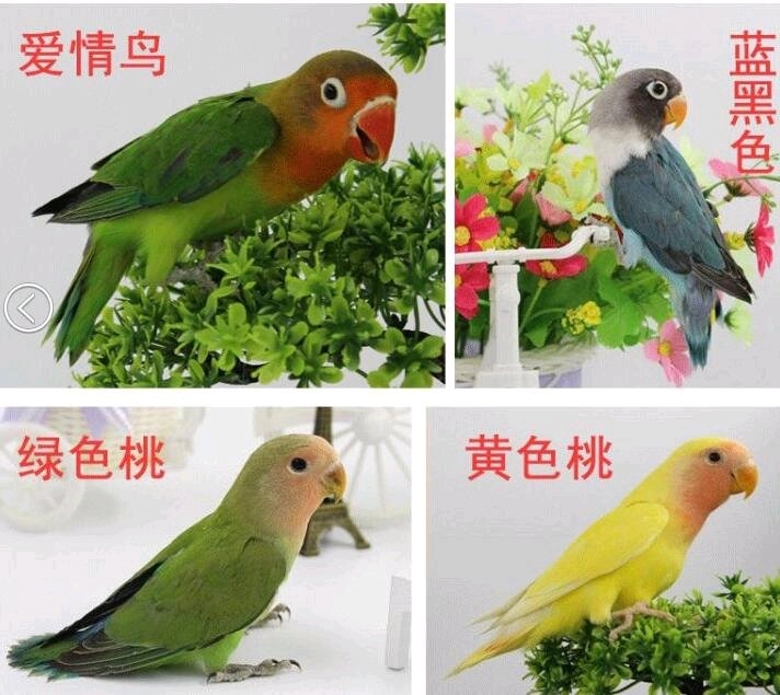 最不建议新手养的鹦鹉,哪种鹦鹉最好养又不容易生病