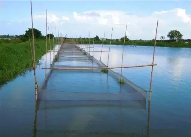 鱼虾混养十大禁忌,鱼虾混养放哪些鱼