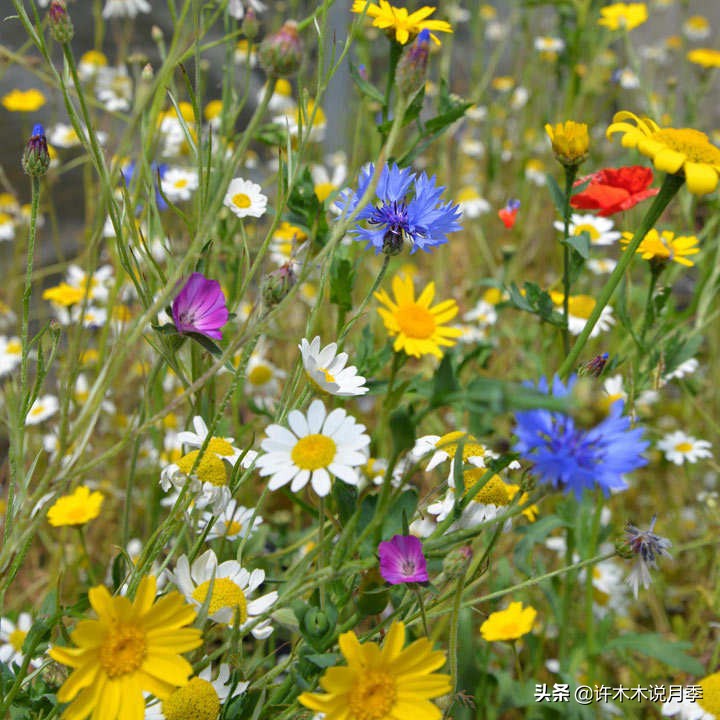 适合阳台养的月季品种推荐,盆栽月季哪些品种比较好养