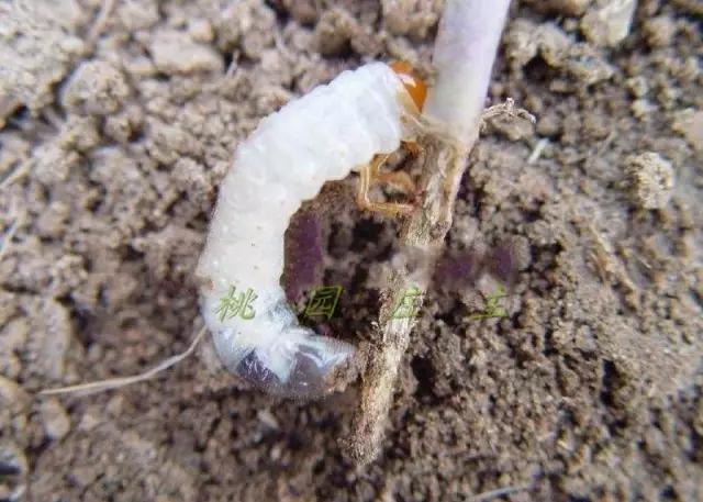 桃园地下害虫怎么治,桃园瓢虫的治理