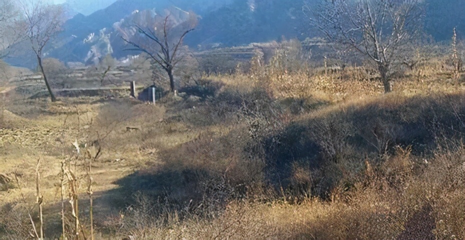 林场，我记忆的沟回