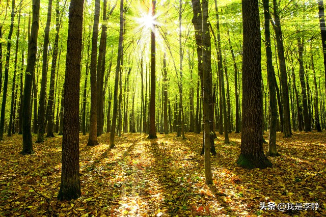 非洲的几内亚与当下的娱乐圈,一个穷的掉渣,一个富的流油