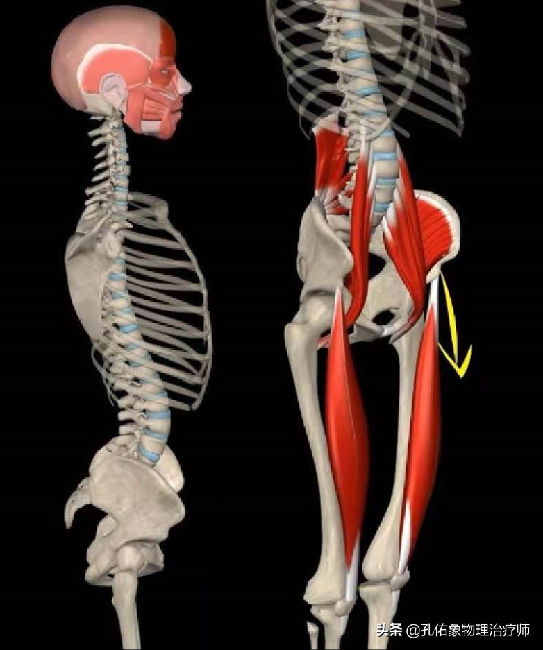 为什么弯腰之后就起不来,为什么弯腰起来特别不舒服