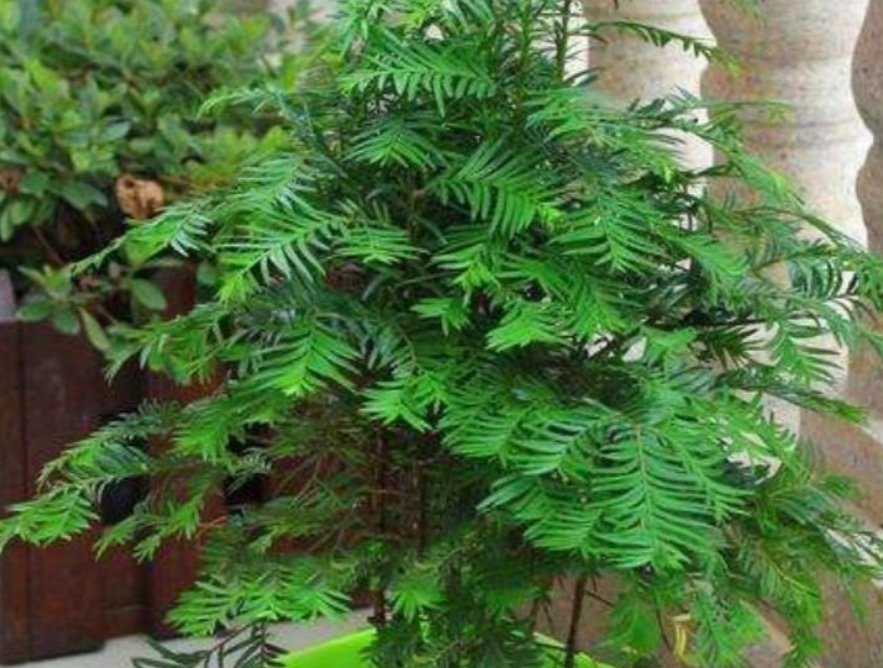 室内养殖喜阴植物,室内养净化空气效果最好的植物