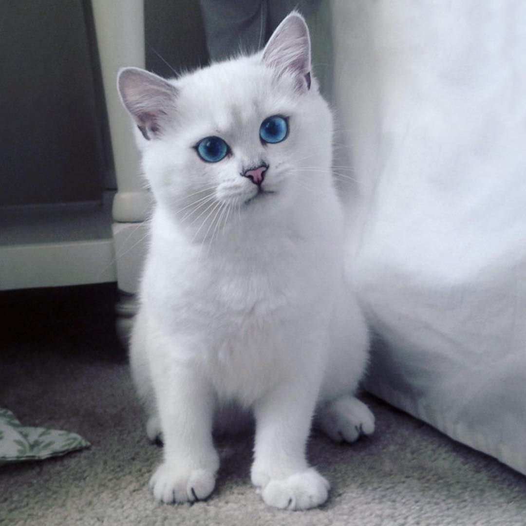 猫咪一开始粘人熟悉了不黏人了,猫咪开始不粘人怎么办