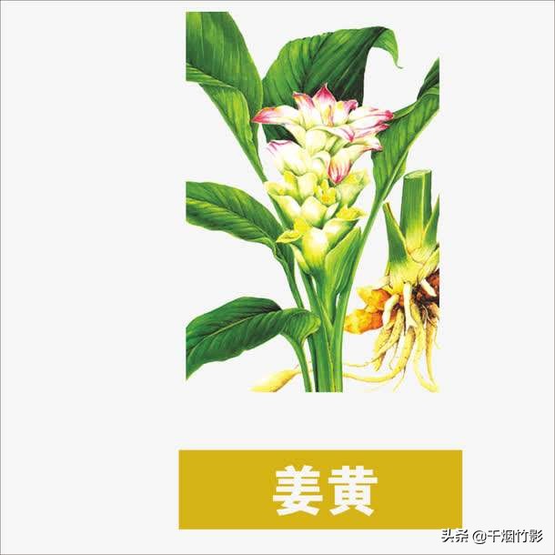 乐山适合种植什么中药材,乐山中药材淫羊藿