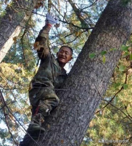 打松塔全部过程,打松塔是几月