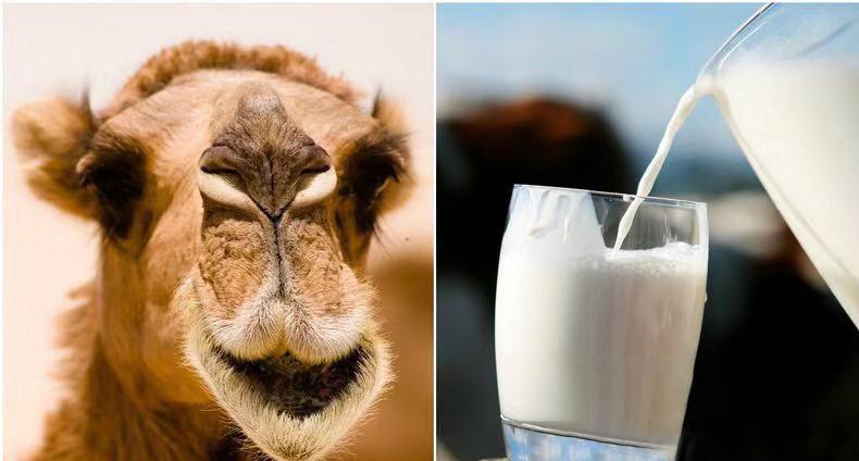 驼奶营养粉是纯驼奶吗,驼奶和营养粉有什么区别