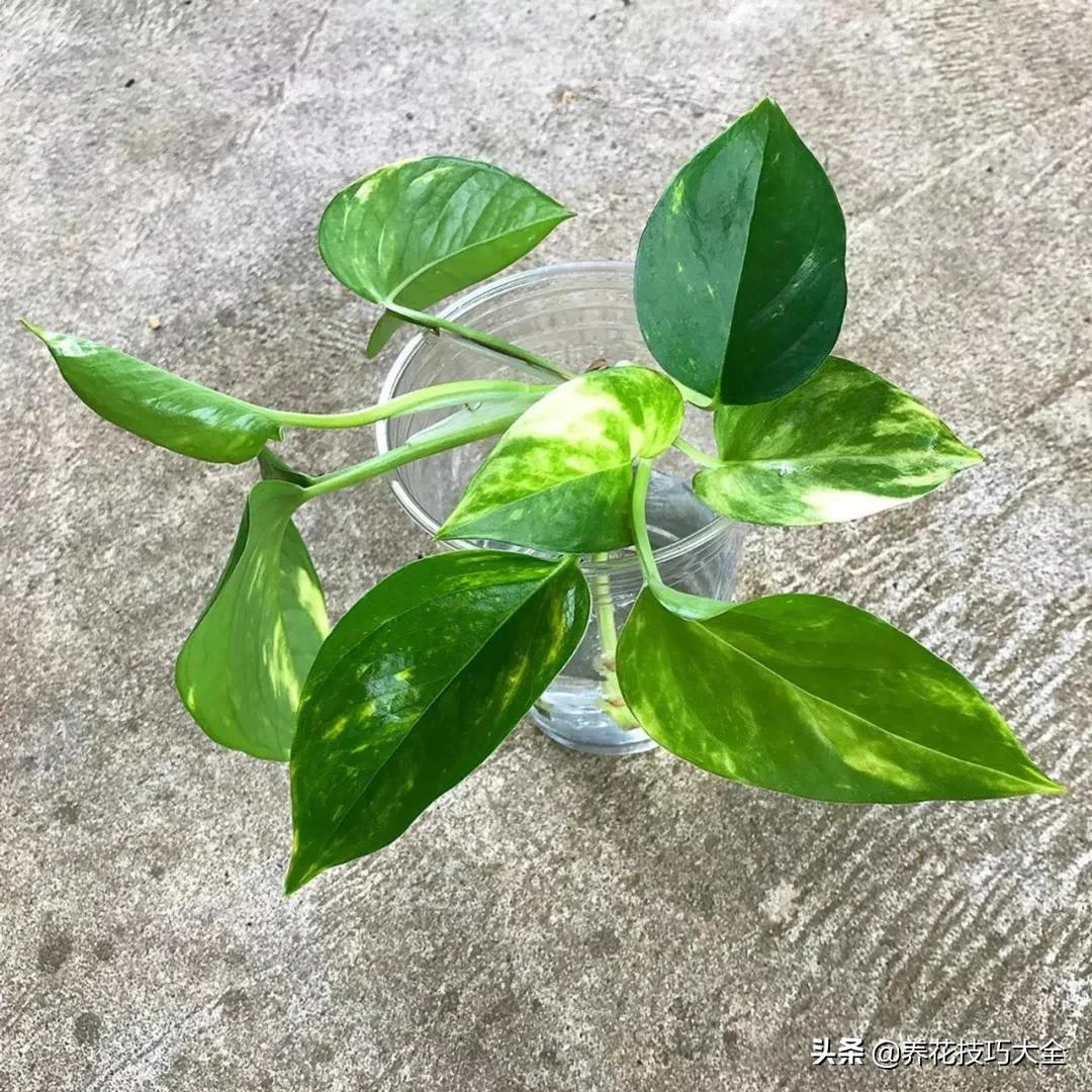 绿萝怎么修剪扦插成活率高,绿萝要剪多长的枝来扦插