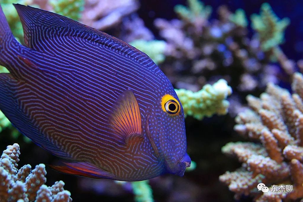 海缸控制弧菌,海缸控制有机物
