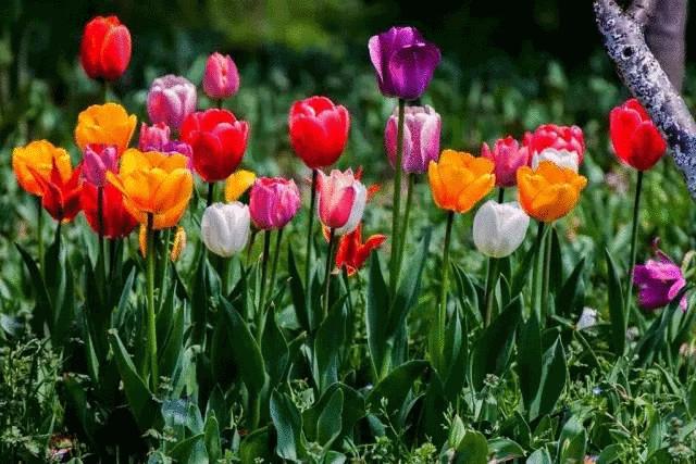 各种色调的郁金香有哪些寓意,紫色的郁金香高贵优雅的象征
