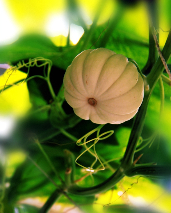 扫落叶优美诗句,扫落叶的诗句