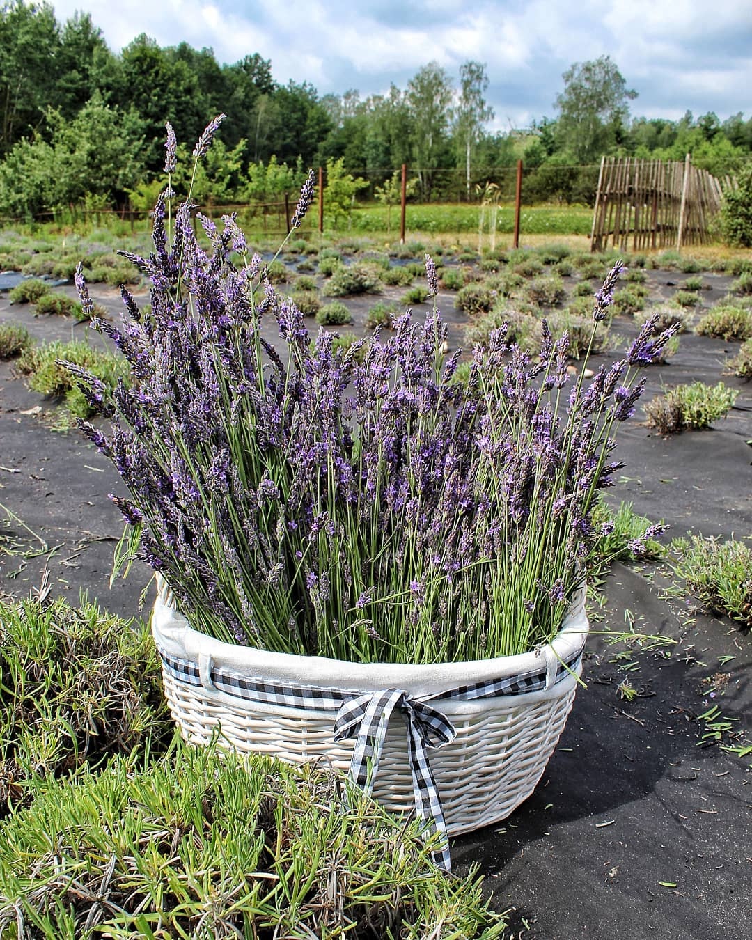 薰衣草好物,薰衣草可以促进头发生长吗