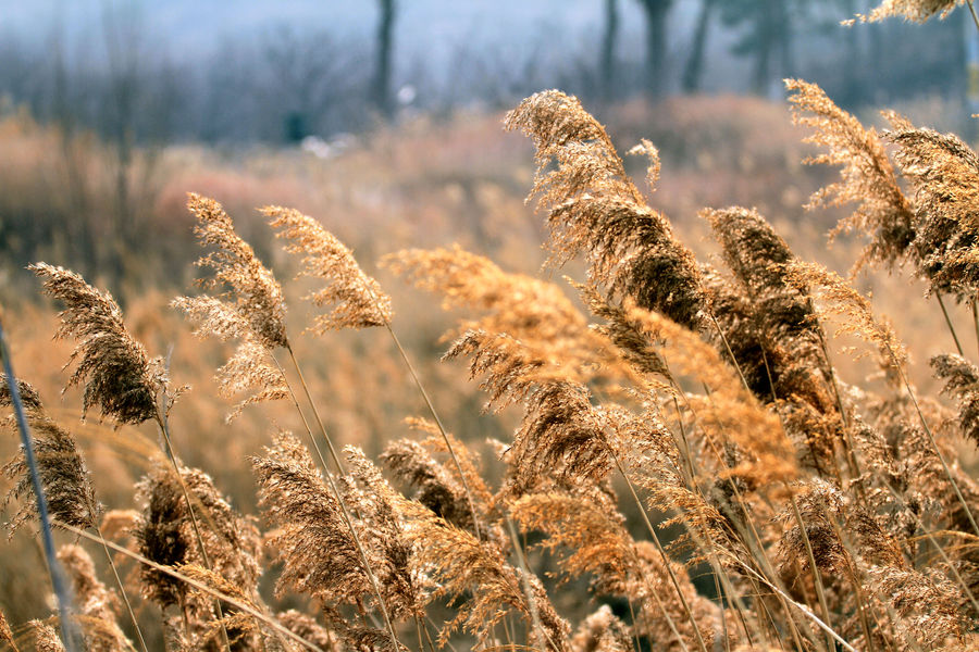 白鹿蓝色礼服裙,白露裙子泡泡袖