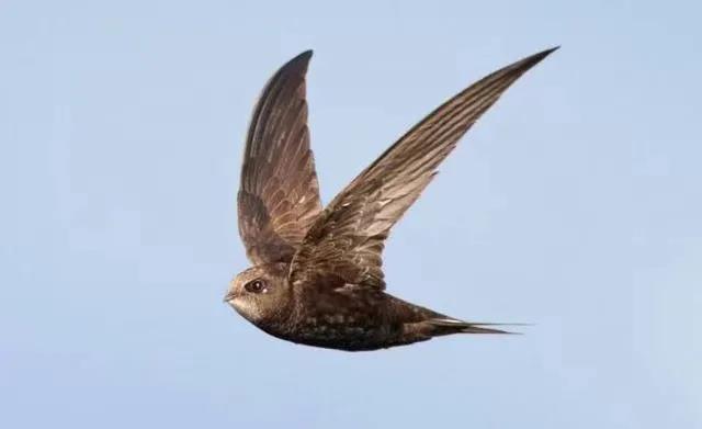 燕窝不为人知的事,燕窝未解之谜深度解析