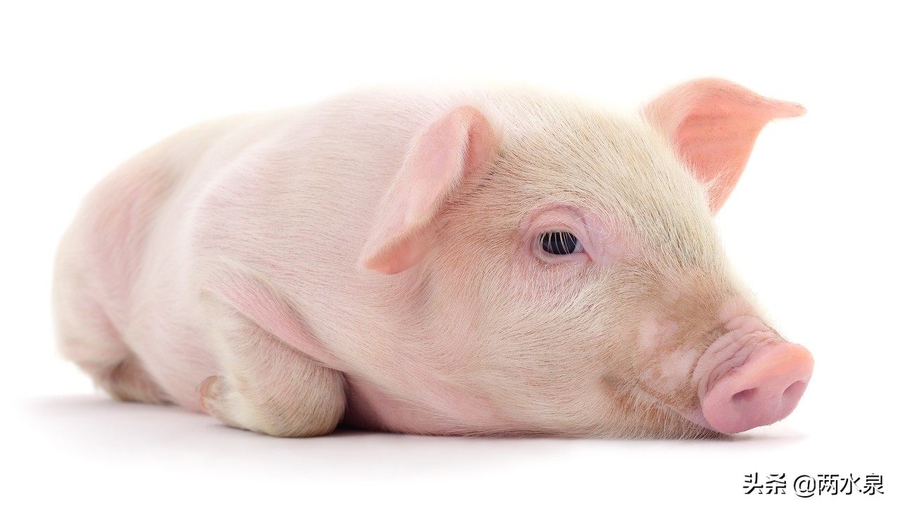 猪身上有红疙瘩是什么病,猪身上红疙瘩用什么药能治