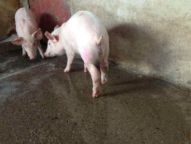 母猪产后卧地不起,母猪产后瘫痪站不起