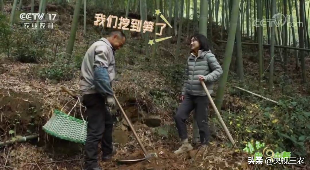 冬笋没能去除麻涩味吃了有害吗,冬笋如何焯水去涩味放冰糖和白醋