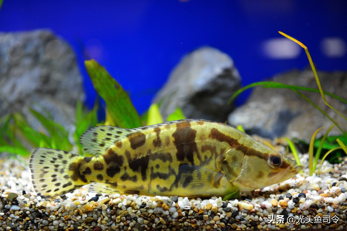 钓鱼《办法》试行:9种方式禁止使用,钓鱼人要依法钓鱼