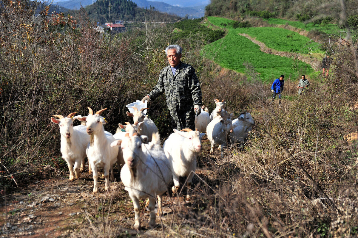 养羊常见的11种病怎么治,养羊的技术与管理方法