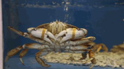 潮汕正宗新鲜牛肉多少钱一斤,新鲜牛肉零售价