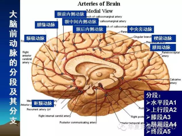 小脑血管解剖分段,脑血管影像解剖讲解