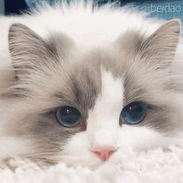 世界上最适合吸猫的城市,吸猫必去的十个地方