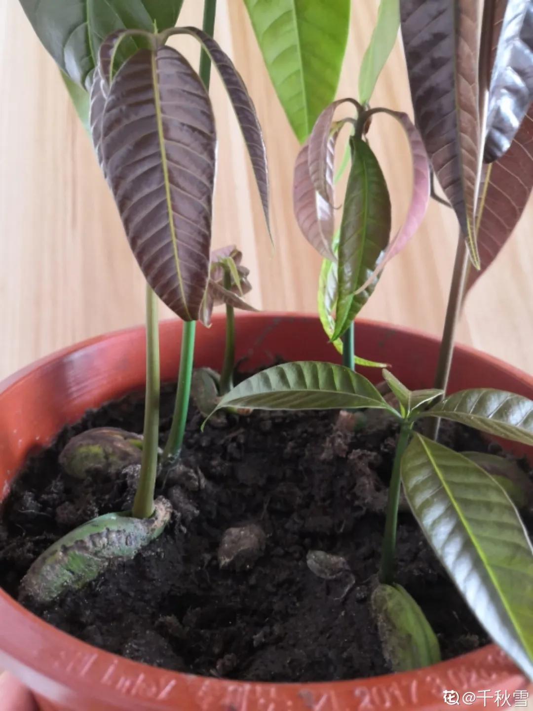 芒果核种芒果的过程,菠萝芒果核种植视频