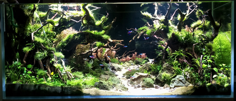 桌面鱼缸新手入门,新手鱼缸入门教程视频