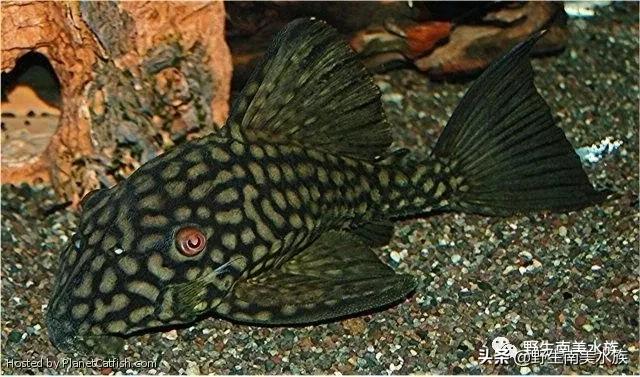 每天认识一种南美鱼,每天认识一种鱼类