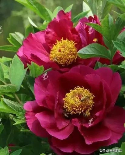 6月到了，送你6花6蝶6鸟6景6曲6诗，这月顺顺利利。